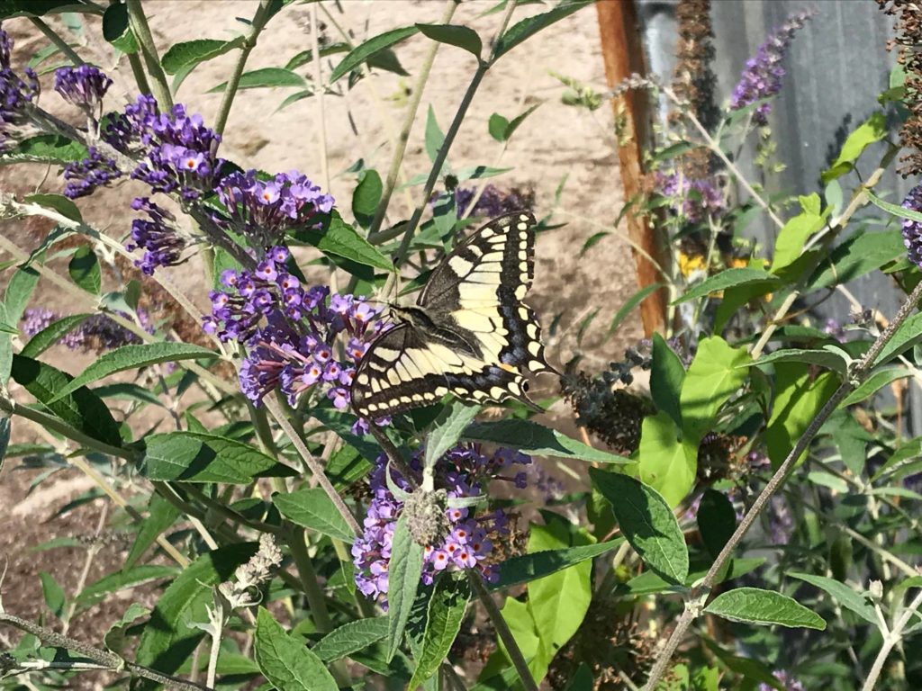 violett blühender Schmetterlingsflieder auf dem ein Schmetterling, ein Schwalbenschwanz, sitzt und Nektar trinkt